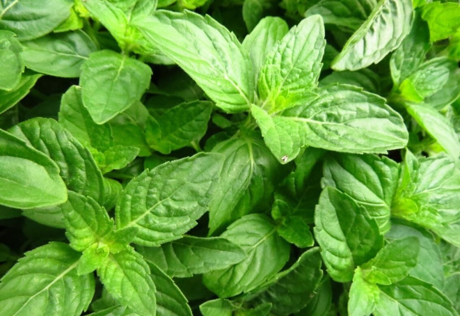 bazilika-freepik - NaDlani.si Zeleni listi bazilike v vrtnariji, kjer se odraža svežina in zdravje rastline.