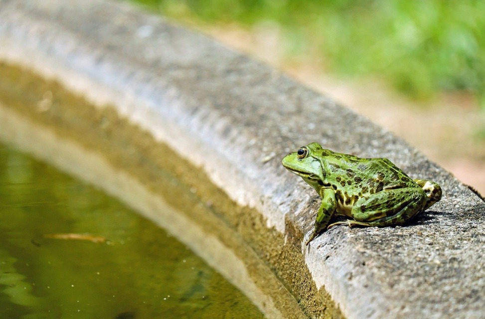 ribnik-zabe - NaDlani.si Plitvi del bo namenjen močvirskim rastlinam. Tukaj se bodo zadrževale tudi mlade ribe in žabe.