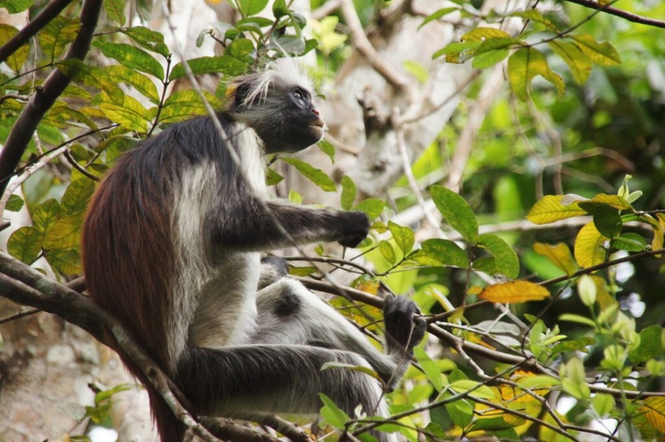 Odkrivanje-raznolikosti-ki-jih-ponuja-Zanzibar - NaDlani.si Odkrivanje raznolikosti, ki jih ponuja Zanzibar