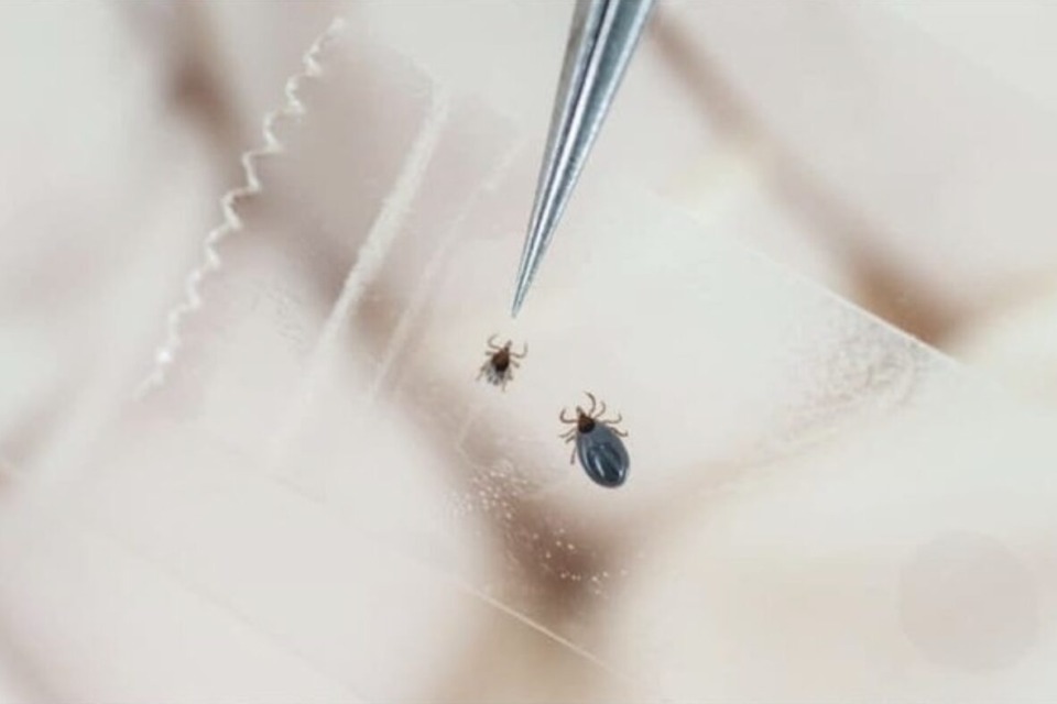 borelioza - NaDlani.si Borelioza