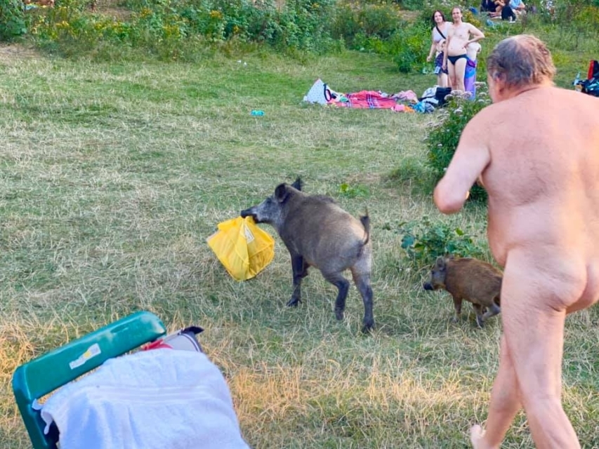 Nudist po parku tekel za divjim prašičem, ki mu je ukradel prenosnik. Ob fotografijah vas bo kap
