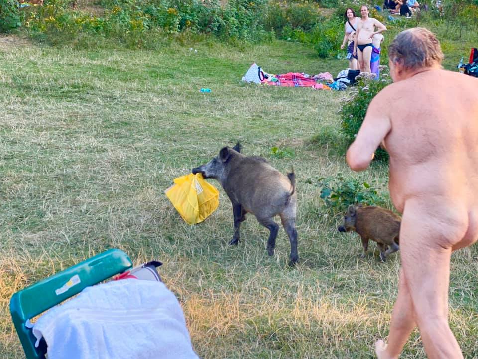 Nudist po parku tekel za divjim prašičem, ki mu je ukradel prenosnik. Ob fotografijah vas bo kap
