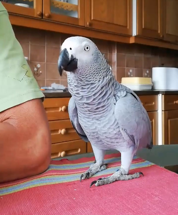 VIDEO: Papiga Kaja navdušuje Slovenijo! Ne boste verjeli, na kaj vse odogovarja