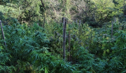 Foto: Konoplja Vir: Facebook