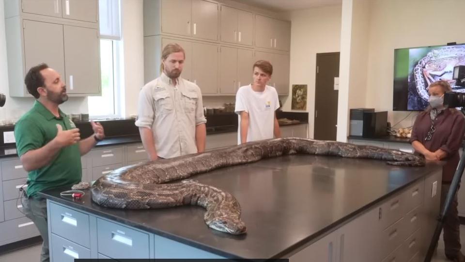Našli ogromnega 100 kg težkega pitona: Presenetilo nas je, ko smo izvedli, kaj je jedel