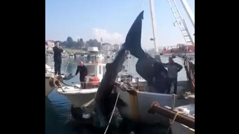 VIDEO: Šok! Ne boste verjeli, kakšno pošast so ribiči potegnili iz Piranskega zaliva