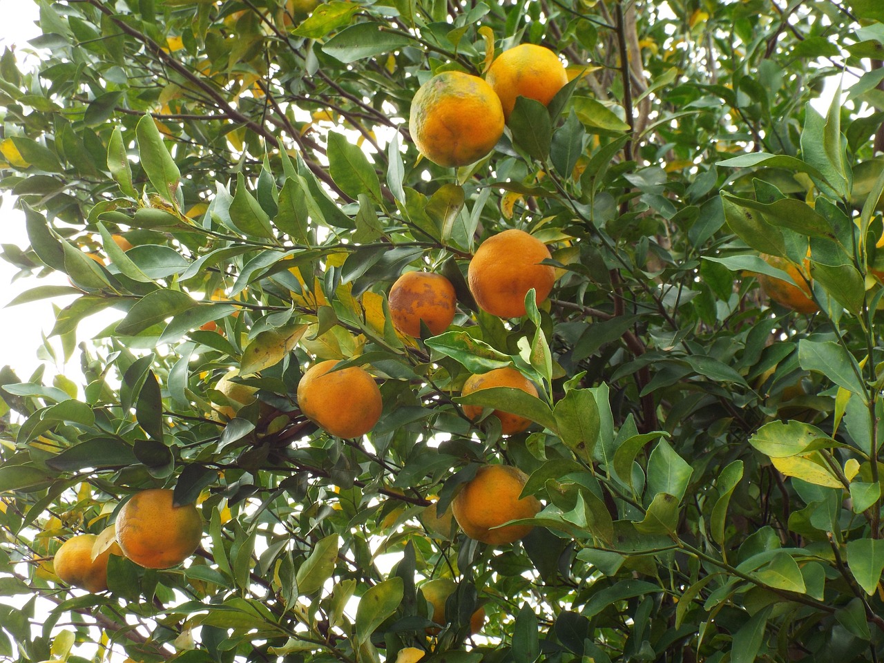 Hruška bergamotka ali citrus bergamotka