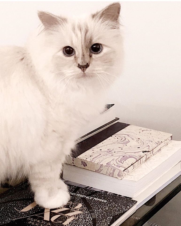 Karl Lagerfeld - Choupette