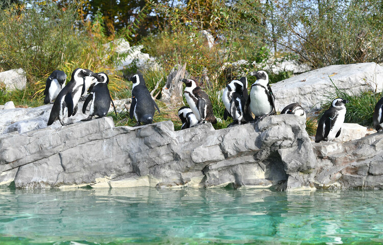 - NaDlani.si Salzburg ZOO vabi na obisk