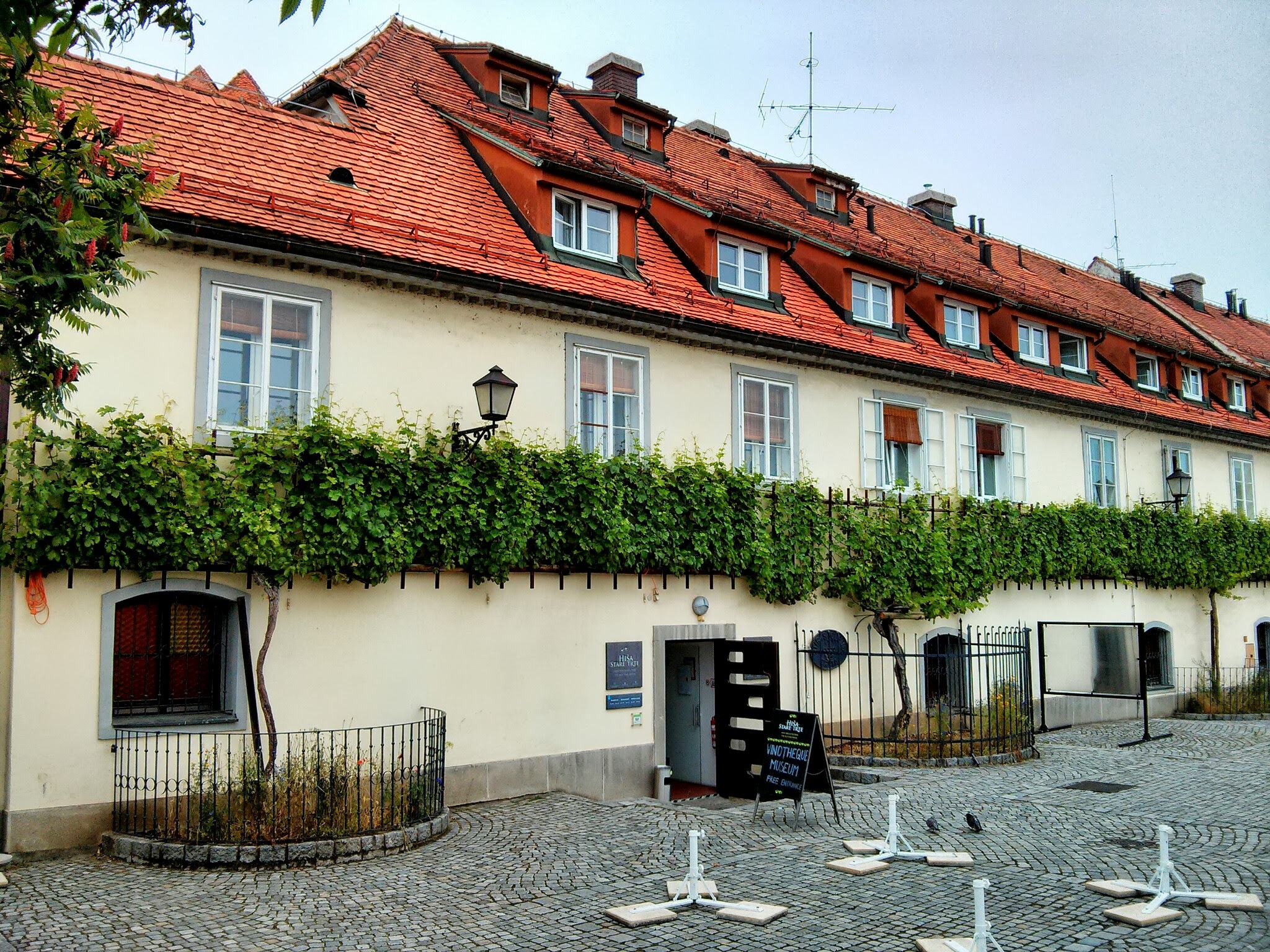 Festival: Najstarejša trta na svetu bo na septembra praznovala na Lentu. Vir: Miha Kukovec, Panoramio