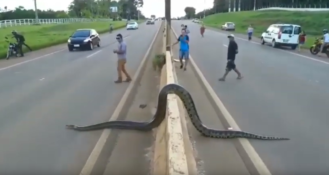 VIDEO: Vozniki obnemeli, ko so videli kaj prečka cesto!