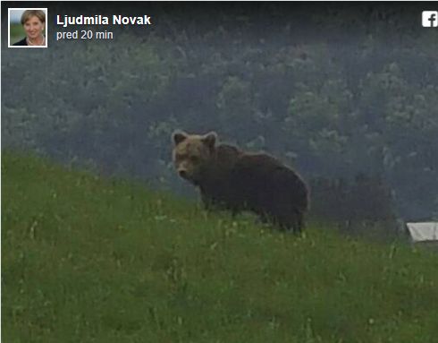 FOTO: Kako je slovenska poslanka srečala medveda!