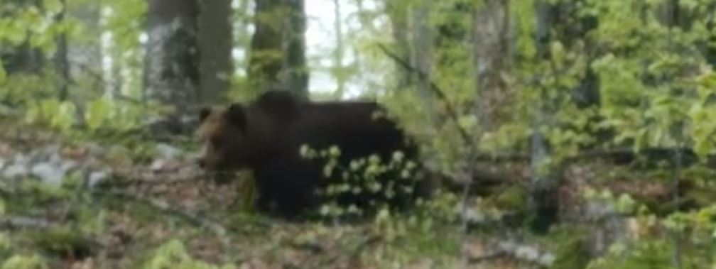 VIDEO: Slovenca med delom v gozdu srečala medeveda! Žvižgala sta mu, on pa je storil nekaj nenavadnega