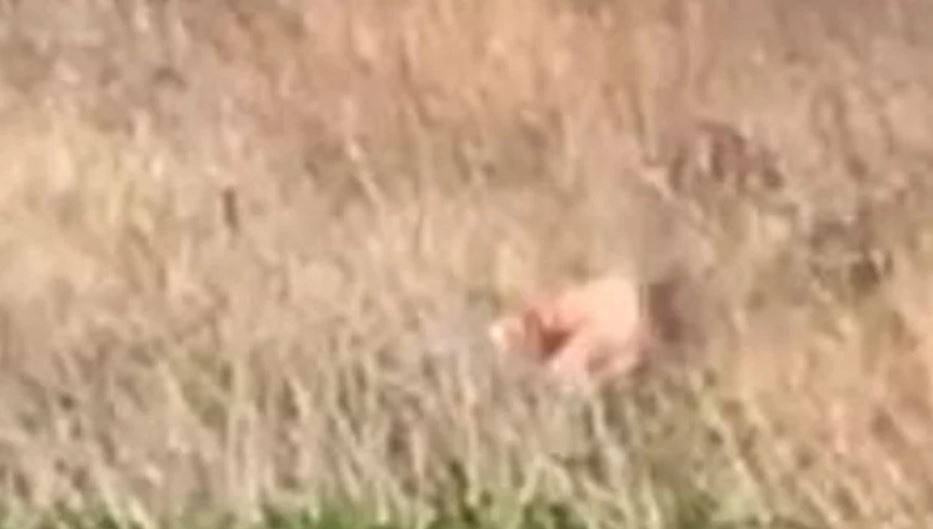 VIDEO za +18: Parček ujet med vročo akcijo v parku: Toliko o tem, da ostanemo doma