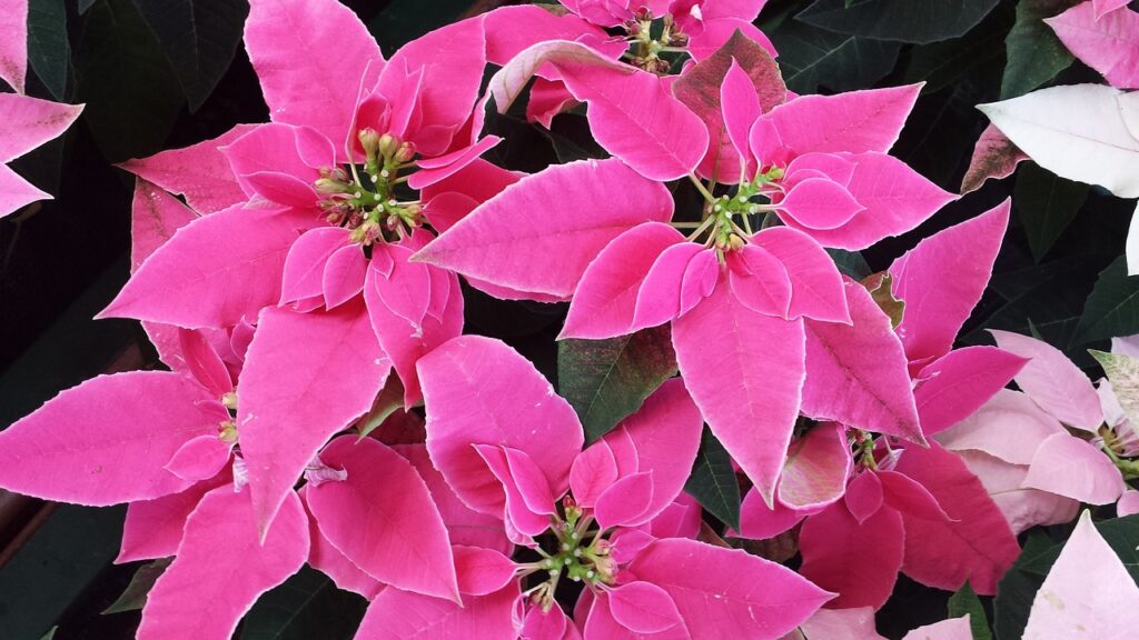 Zakaj se poinsettia imenuje božična zvezda