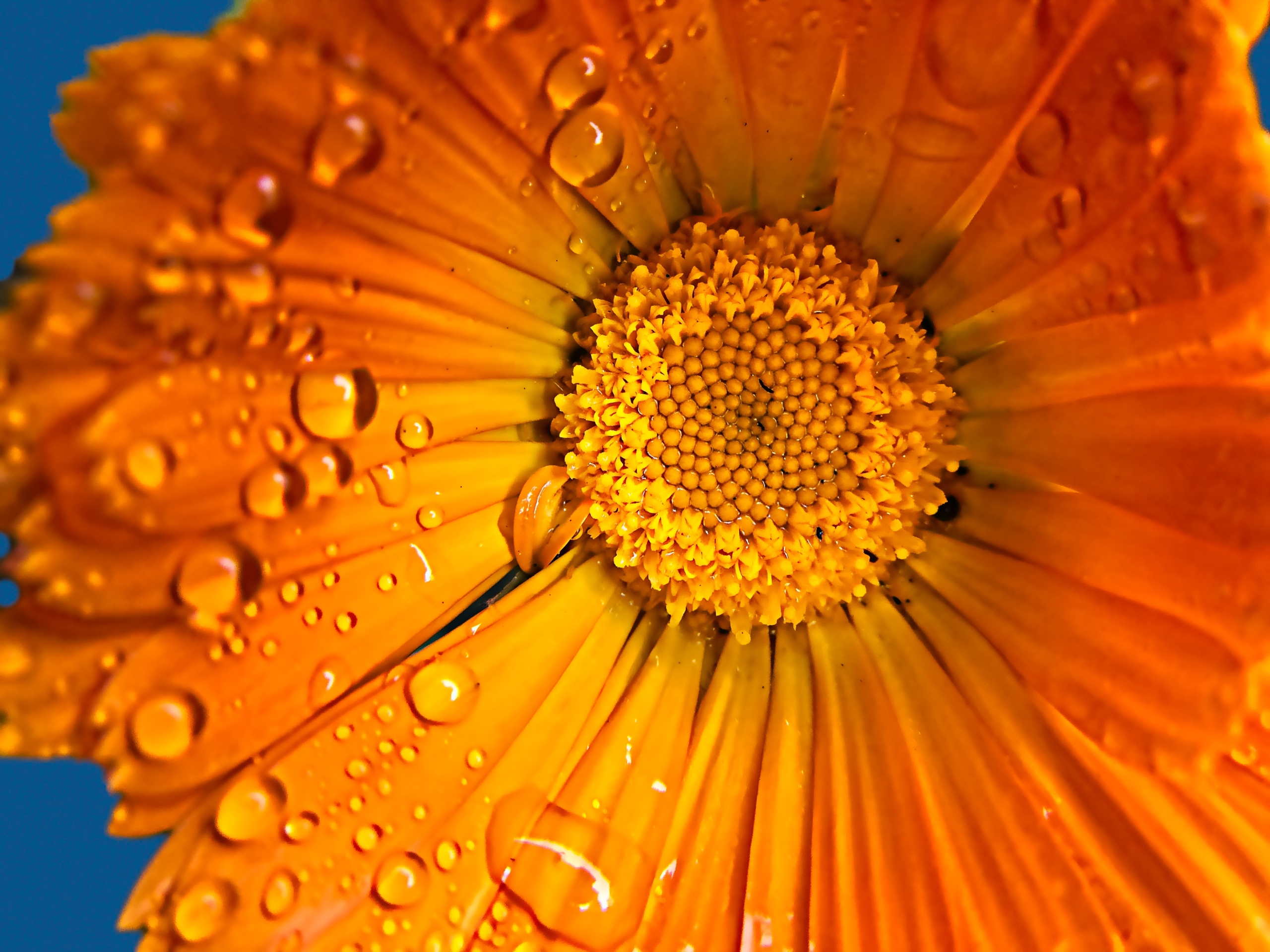 alfred-schrock-2Y7yWuco4Ig-unsplash - NaDlani.si Ognjičeva krema se pogosto uporablja za zaščito kože pred mrazom