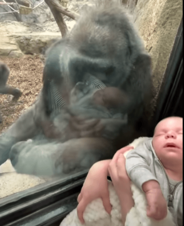 Oglejte si video! Mati je v živalski vrt prišla z dojenčkom, gorila prinesla mladiča, da ji ga pokaže