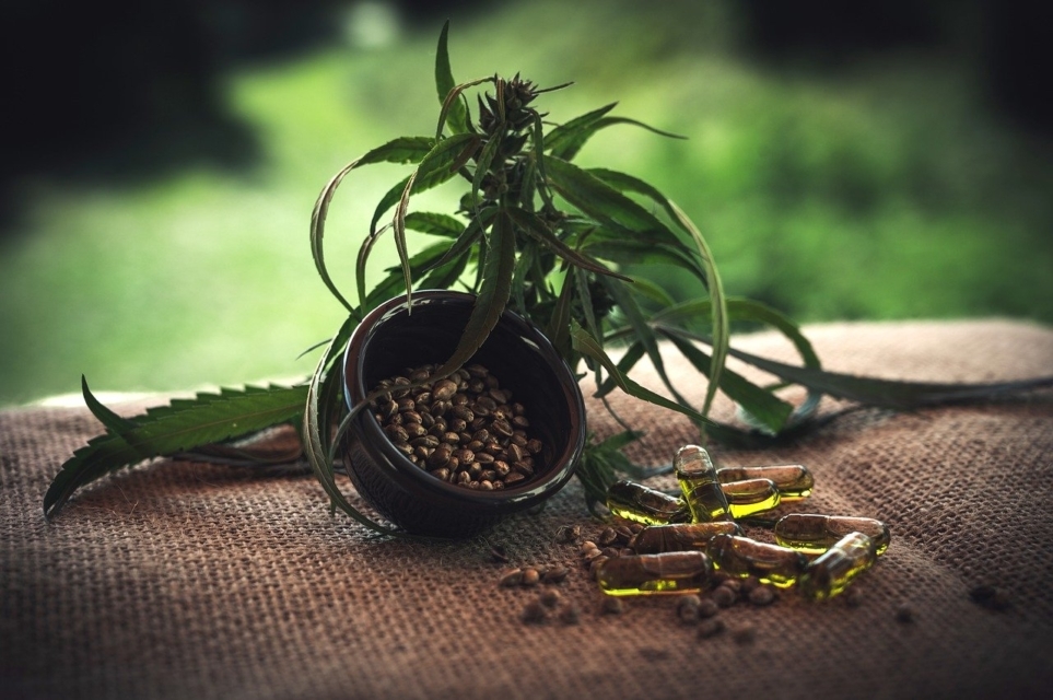 CBD olje, CBD smola, konopljino olje