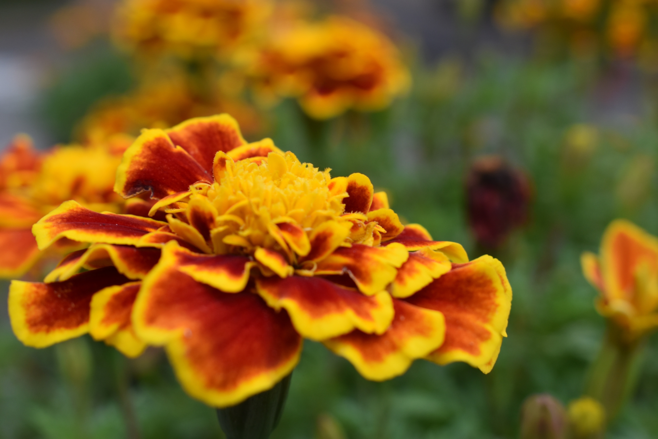 kill-joy-W8Dqr4jWMG4-unsplash - NaDlani.si Naravna ognjičeva krema pomaga pri celjenju manjših ran