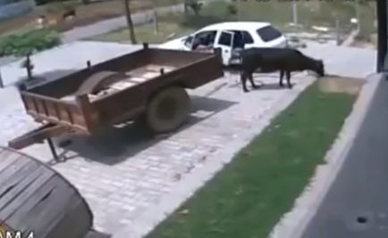 VIDEO: Kako ukrasti kravo v 60 sekundah