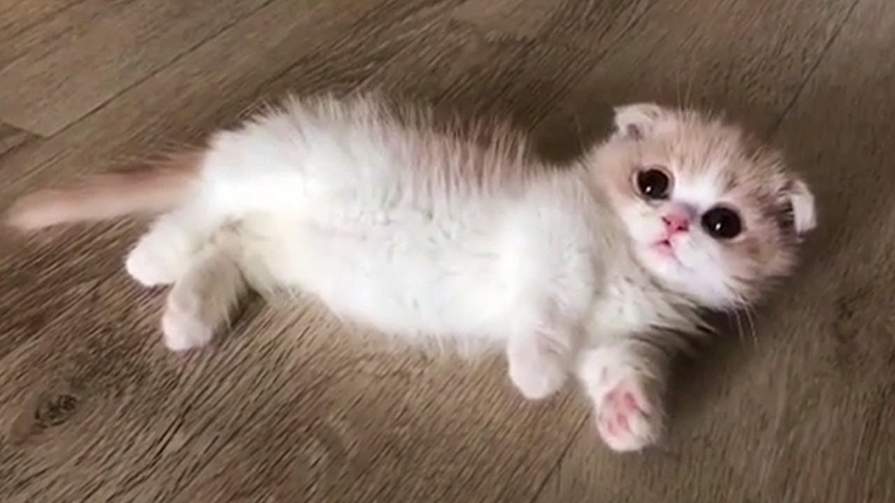 VIDEO: Bi imeli mucka? Tile ostanejo majhni celo življenje