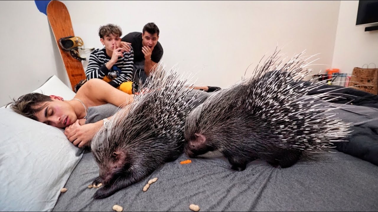 VIDEO: Prehitro je zaspal, njegovi bratje pa so ga zbudili na takšen način