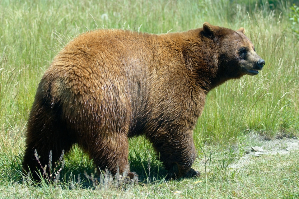 Medved poškodoval čebelnjak