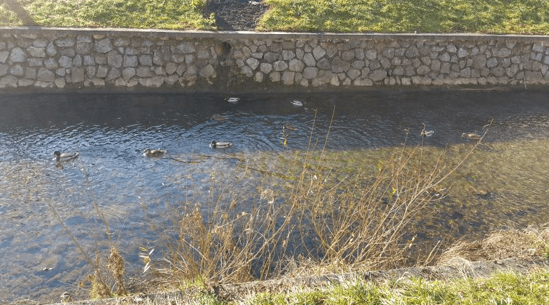 Vroča kri na Mirni