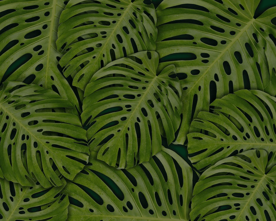 Zaradi svojih neverjetnih in nenavadnih listov je monstera postala ena izmed najbolj priljubljenih rastlin za okrasitev notranjih prostorov.