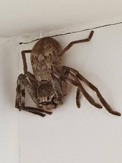 Da ti zaledeni kri v žilah! Ženska našla ogromno žival, ki je visela v kotu tuša