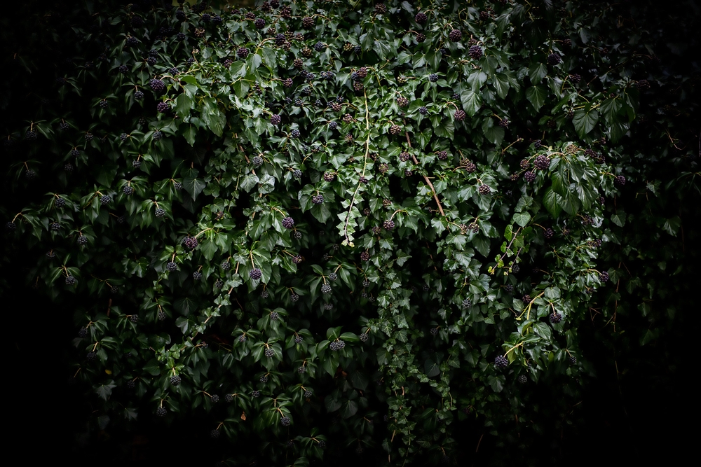 Srhljiv zapis tekačice: Izza grmovja v Ljubljani zagledam ogromno glavo, skoraj se pokakam