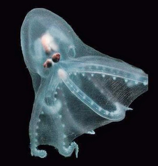 telescope octopus PS