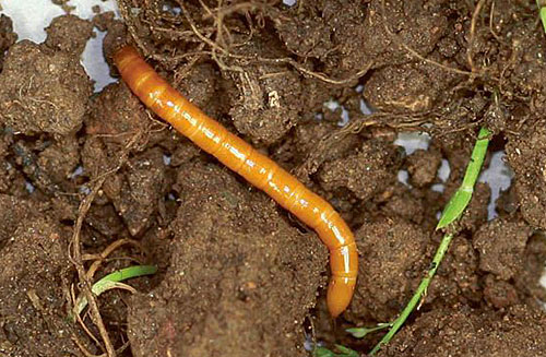 struna