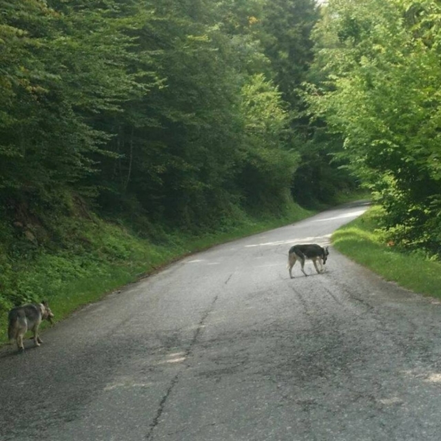 Pri Dolenjskih Toplicah sta se po cesti sprehajala dva volka