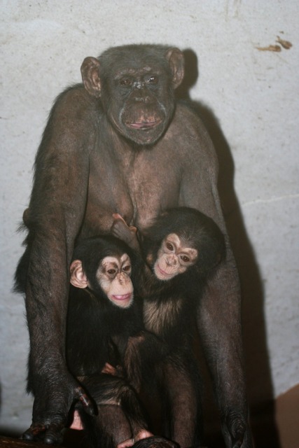 Poslovila se je Mojca, najstarejša prebivalka ZOO Ljubljana
