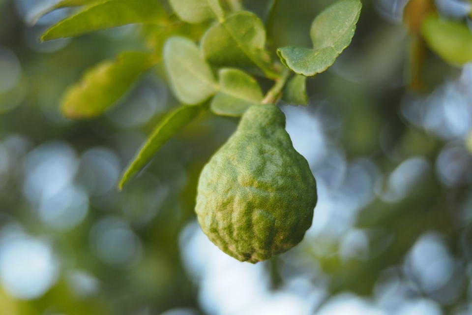 Bergamotka: Hruška ali citrus?