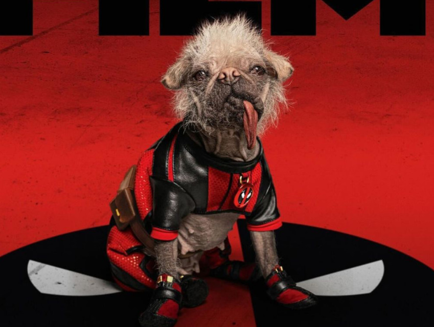 Lani najgrši britanski pes, danes hollywoodska zvezda - kdo je Peggy iz filma Deadpool & Wolverine?