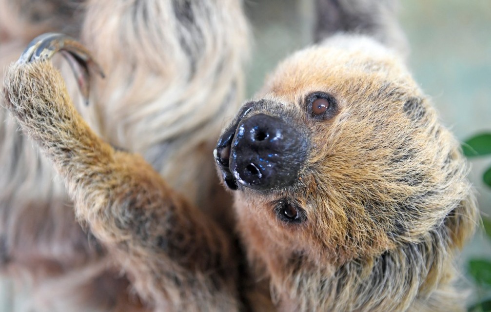 V 55. letu starosti poginil najstarejsi lenivec na svetu-2 - NaDlani.si