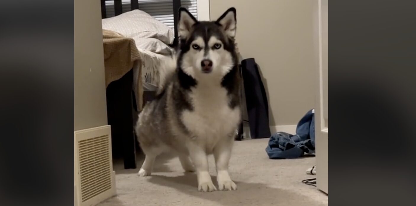 Luna – pasja senzacija na TikToku: Kombinacija haskija in corgija osvaja svet!