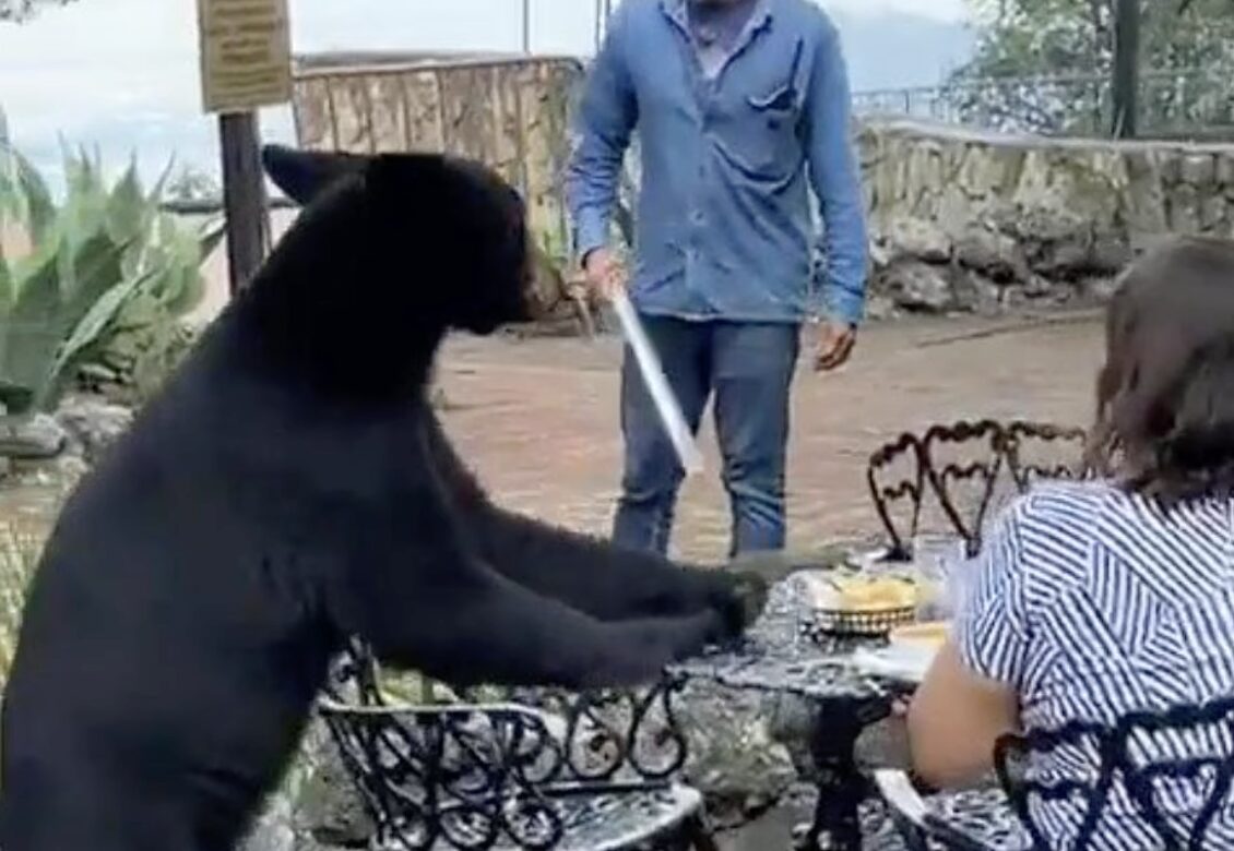 Šokanten video! Medved vdrl v restavracijo in žensko udaril s šapo