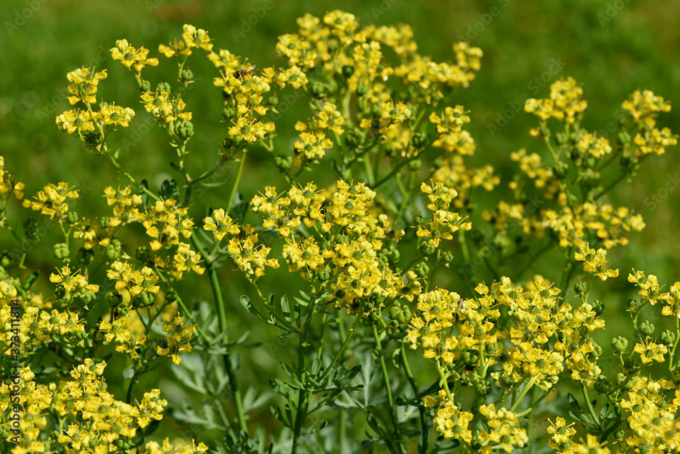 Problemi z muhami in komarji? Rešitev je ta rastlina