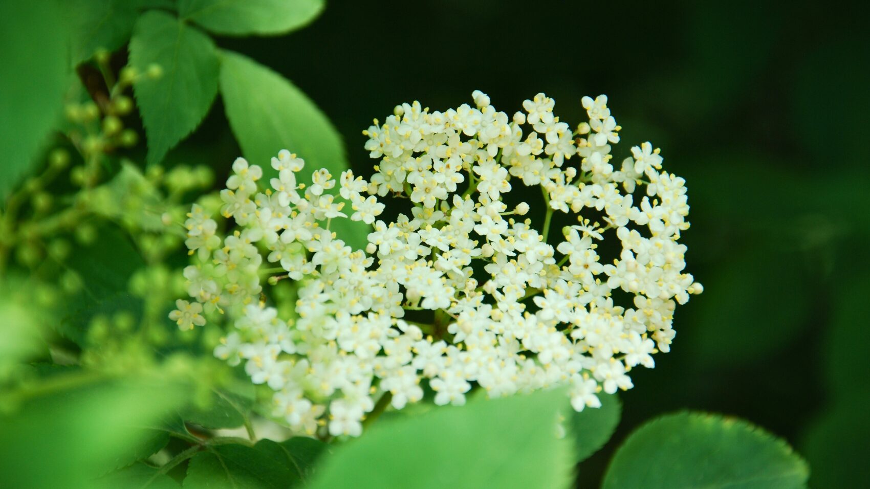 Bezgov sirup