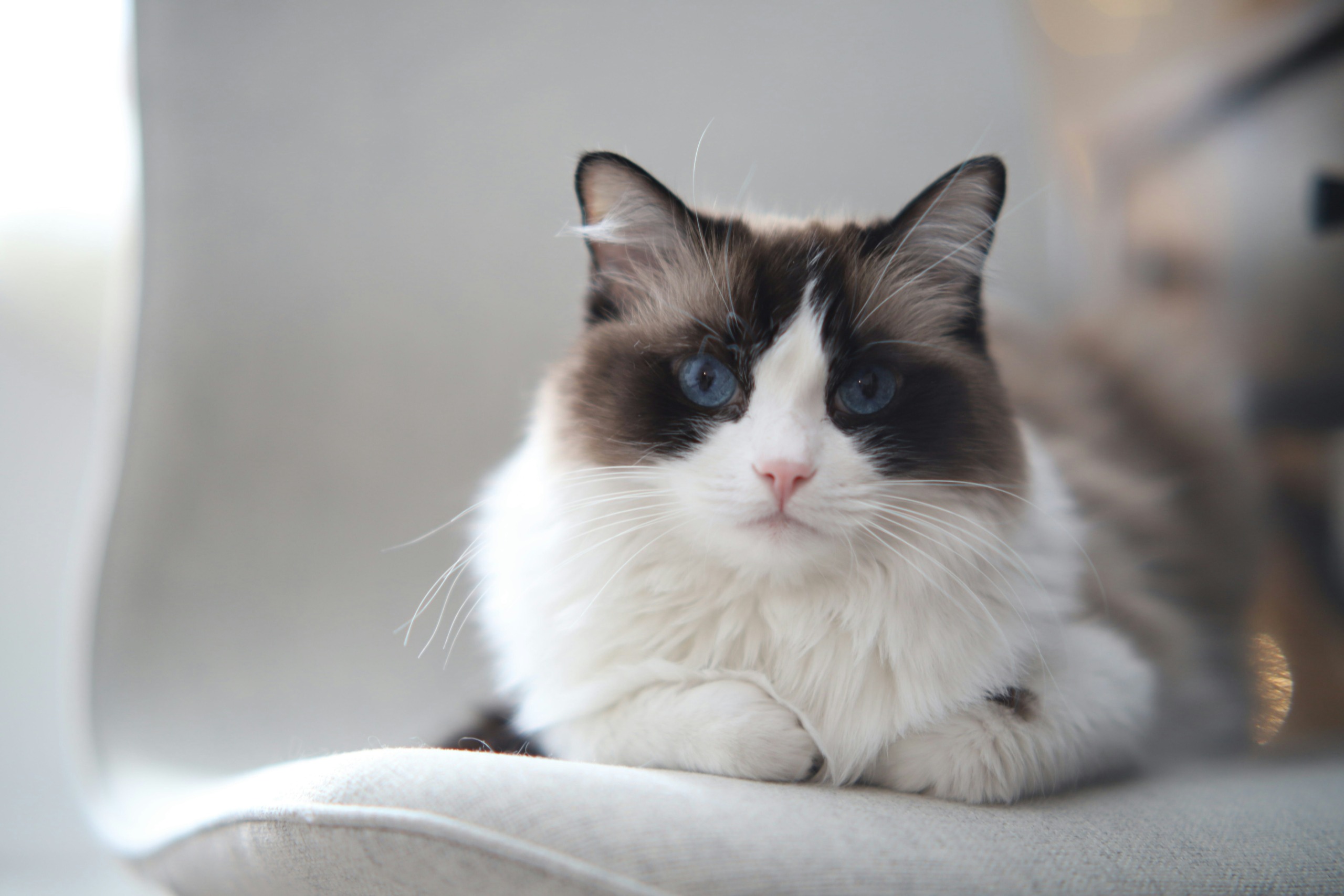 Mačke prihodnosti: Ragdoll pasma mačk spomnja na lutko iz cunj.