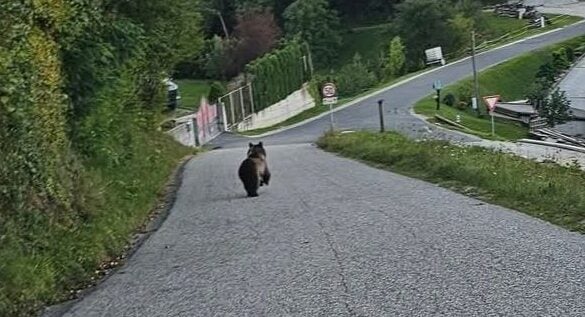 Foto: Medved Vir: Facebook