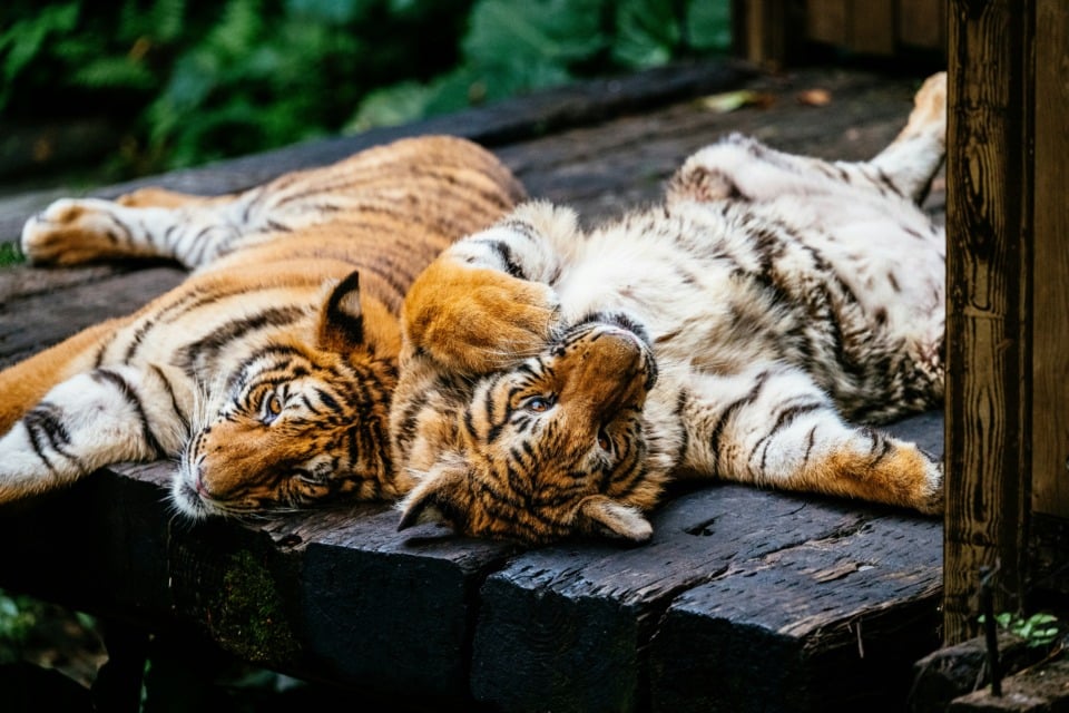 Položaj pri spanju ni le stvar udobja – pogosto razkriva globlje plati vaše osebnosti. Tiger levo je v položaju "Hloda"