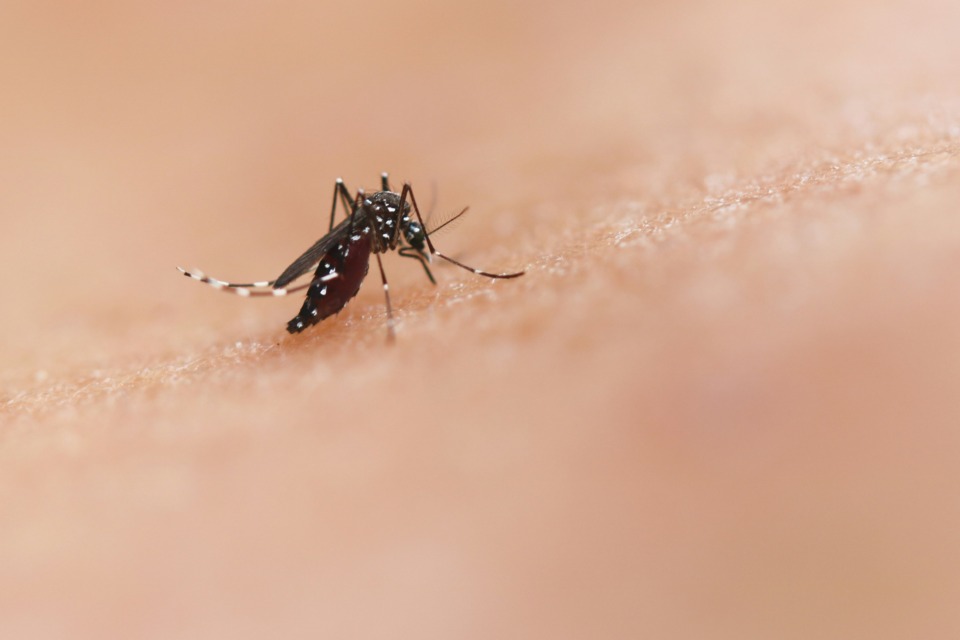 Severna Italija se sooča z nevarnim, a obvladljivim izzivom. Virus čikungunje je opozorilo, da so lokalne skupnosti ranljive, tudi v modernih, urejenih mestih in vaseh.

