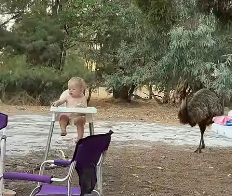 Emu v Zahodni Avstraliji dojenčku ukradel hrano