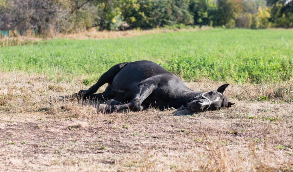 (VIDEO)Nenaden udor zemlje pod kobilo in lastnikom – kobilo so iz jame kopali z bagrom