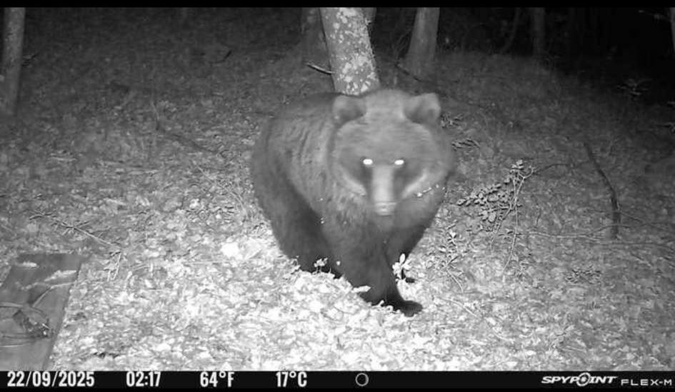 Foto: Posnetek kamere Vir: Facebook - Petra Hrovatič