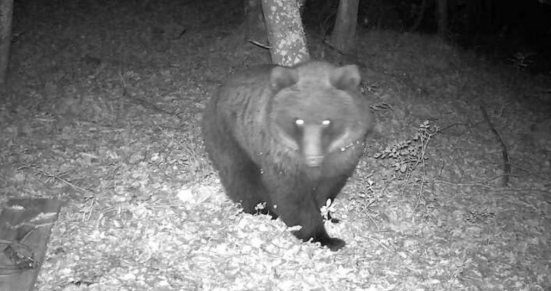 Foto: Medved Vir: Facebook